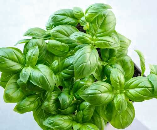 Albahaca kg