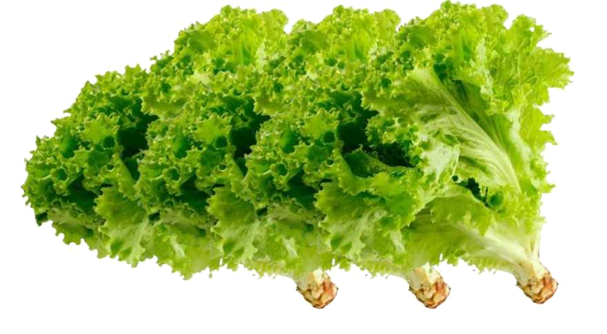 Lechuga