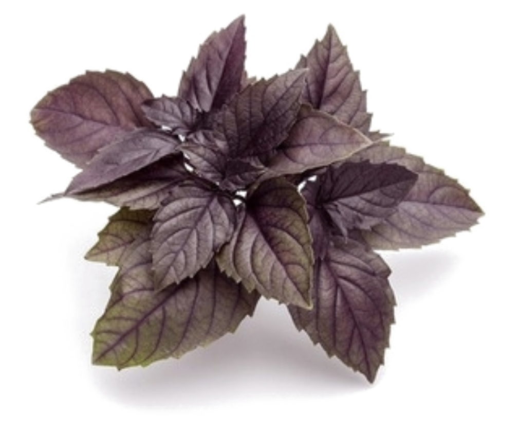 Albahaca Morada Rollo