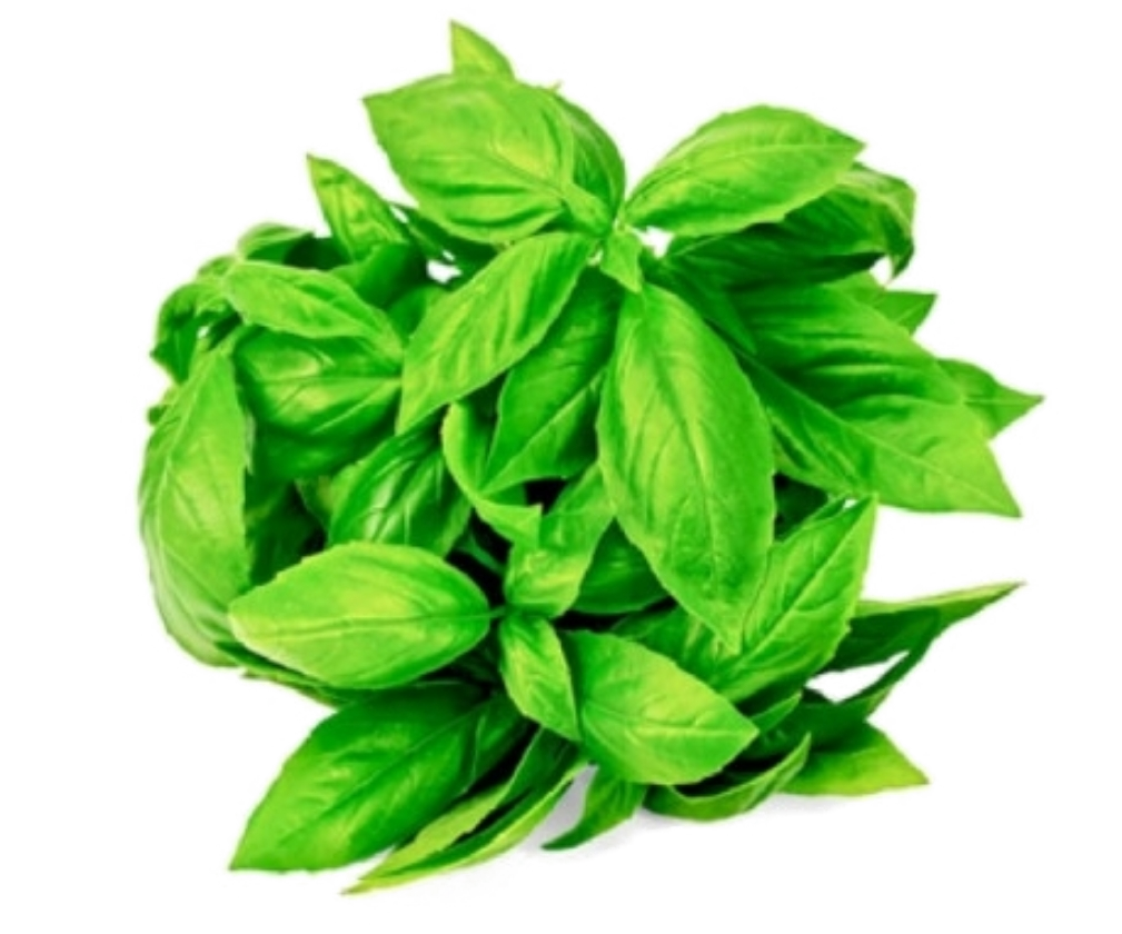 Albahaca Rollo