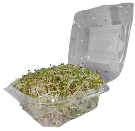 Alfalfa