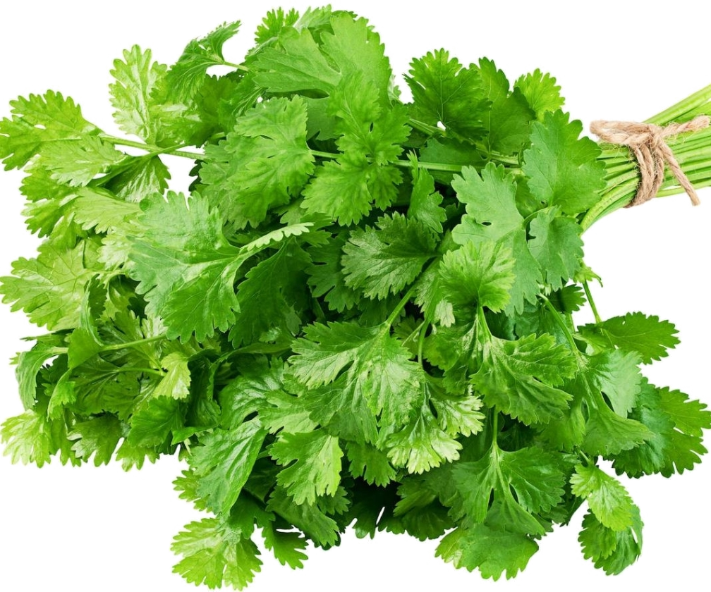 Culantro kg